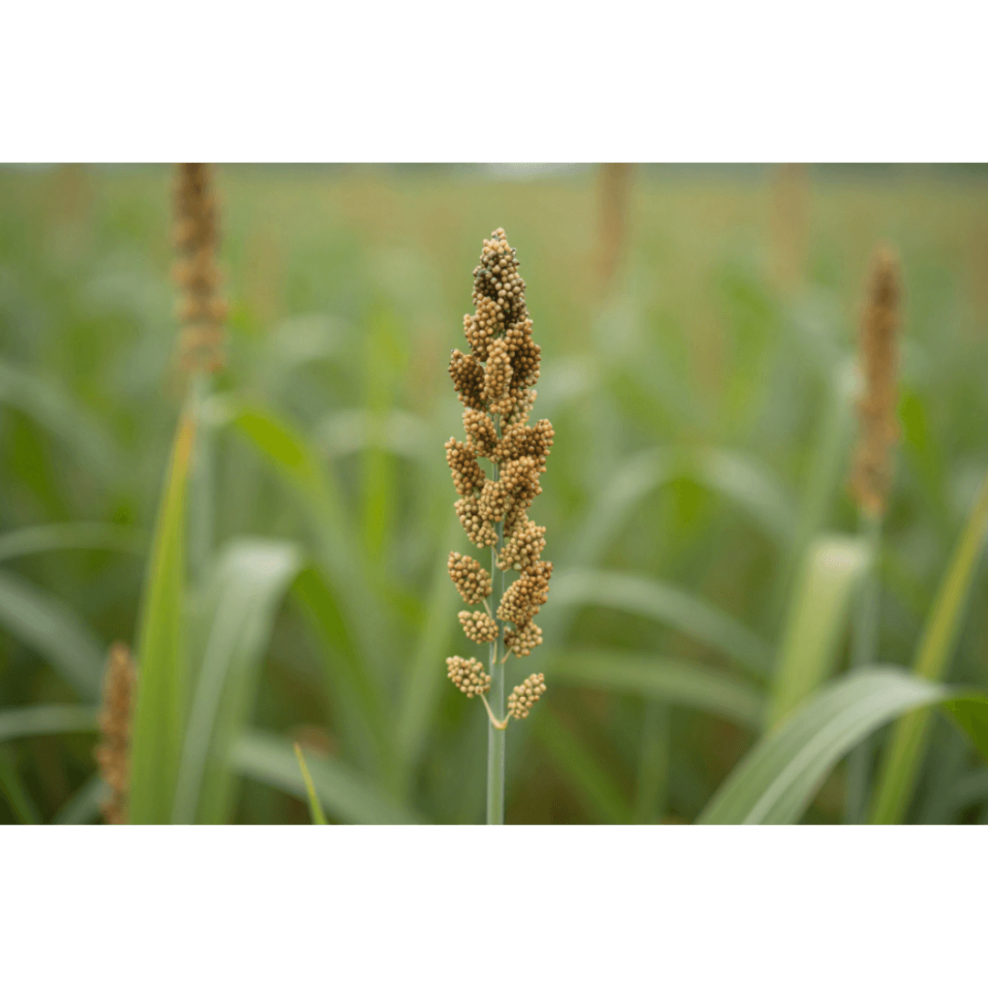 Barnyard Millet illustration