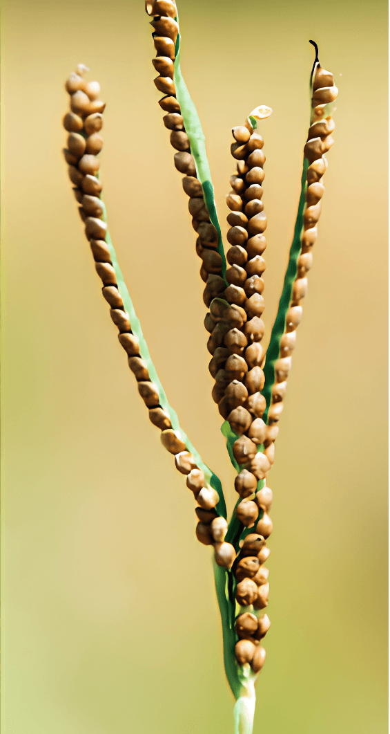 Kodo Millet illustration