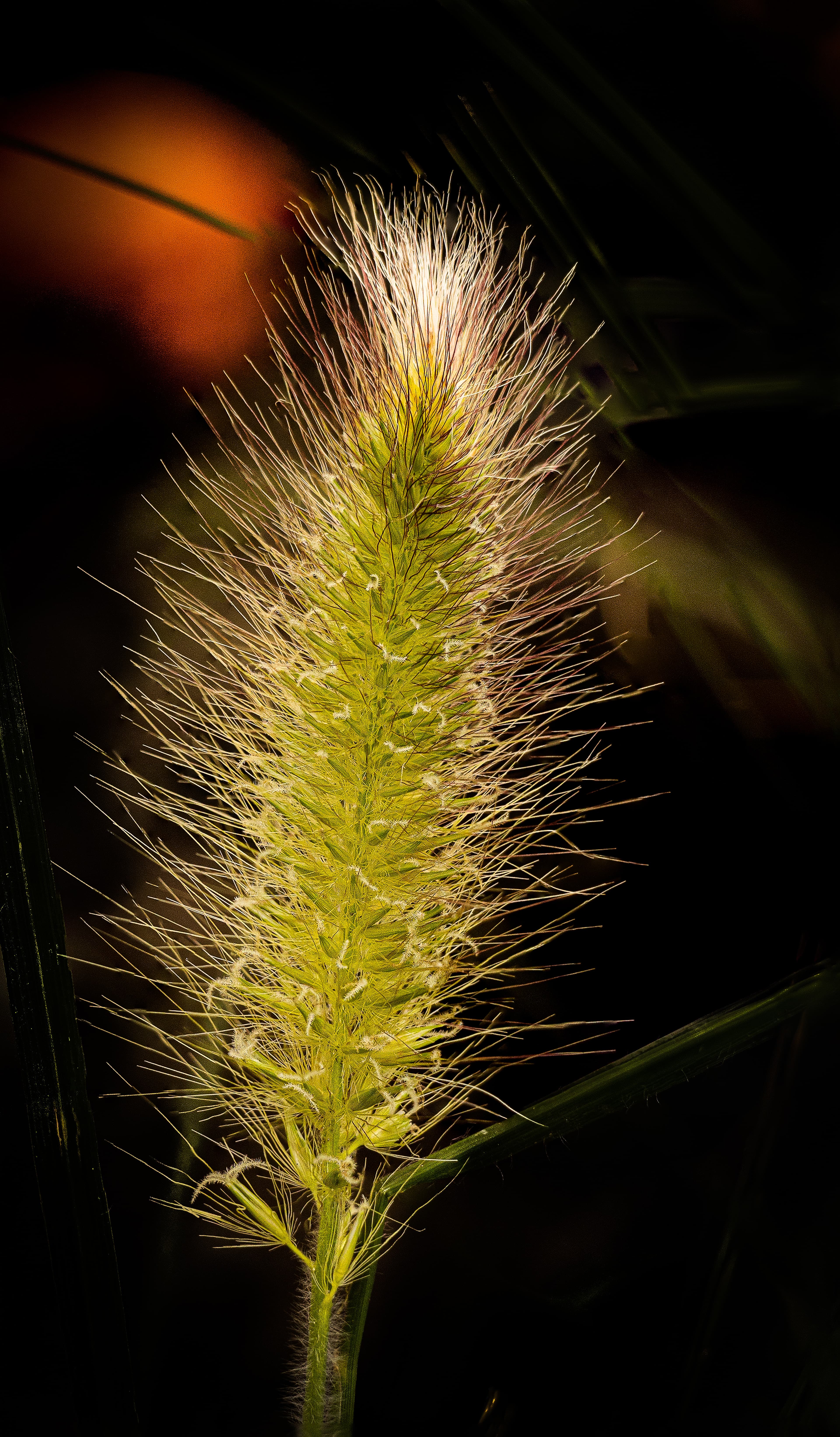 Foxtail Millet illustration