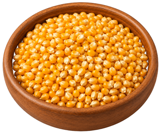 Corn / Maize