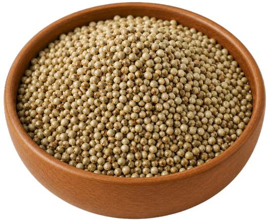 Pearl Millet