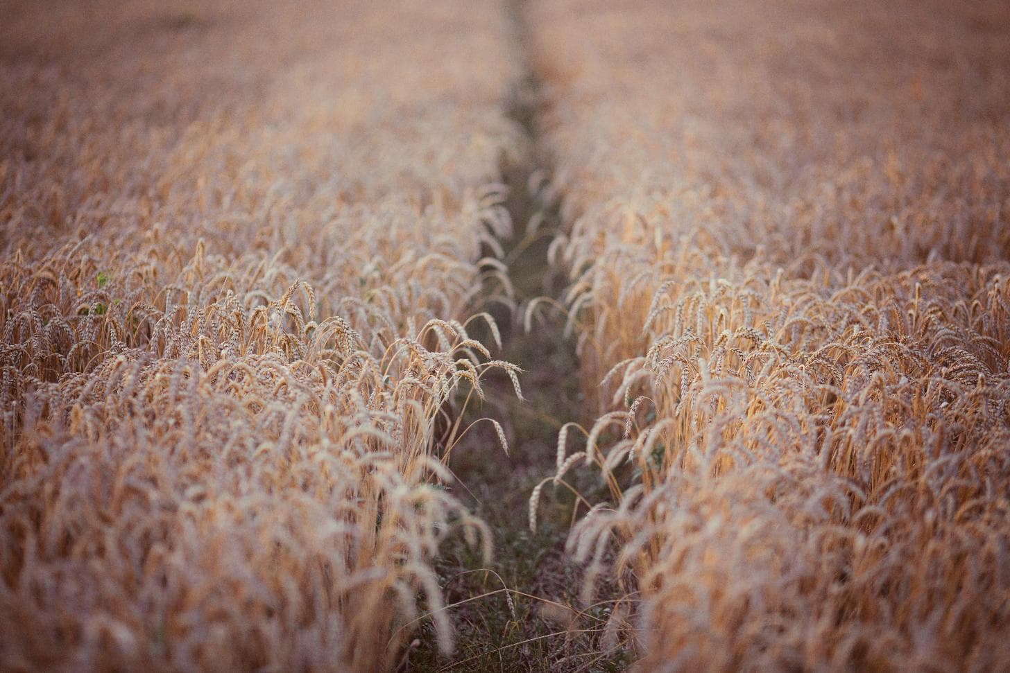 Millet farmland — Bhuratna by Samruddhi Niryat