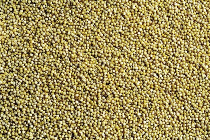 Brown Top Millet